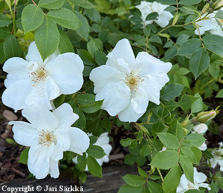 Rosa Puistoruusu-Ryhm� 'Morden Snowbeauty'